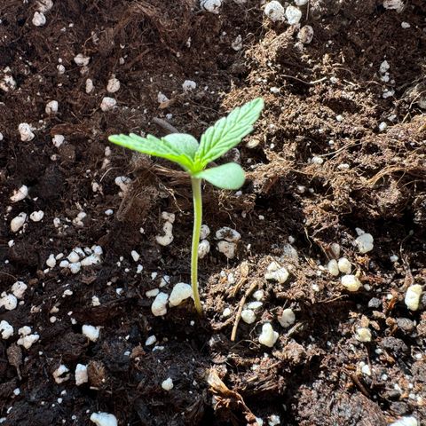 Mimosa Automatic growlog timeline photo