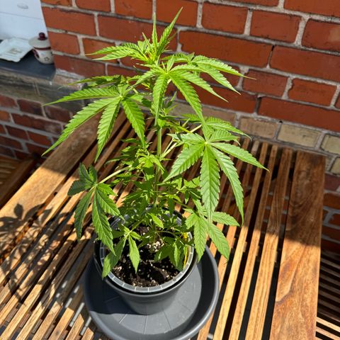 Royal Runtz Automatic growlog timeline photo