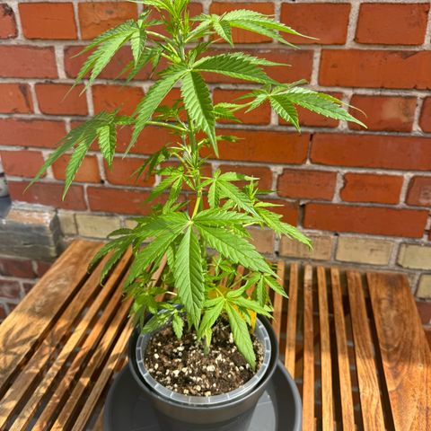 Royal Runtz Automatic growlog timeline photo
