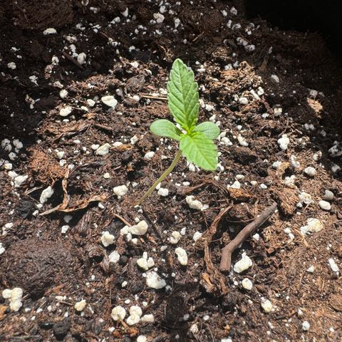 Mimosa Automatic growlog timeline photo