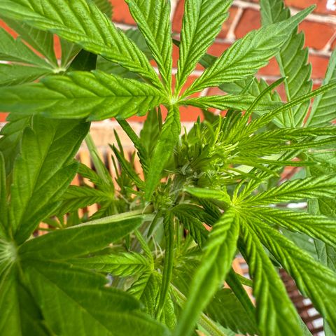 Royal Runtz Automatic growlog timeline photo