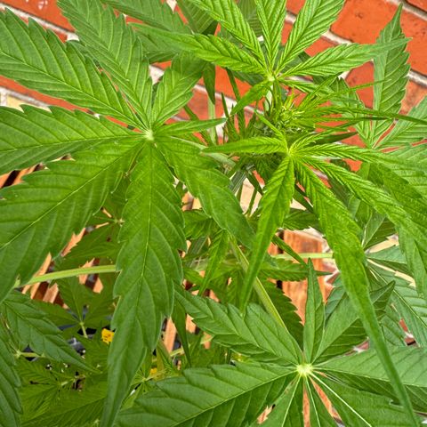Royal Runtz Automatic growlog timeline photo