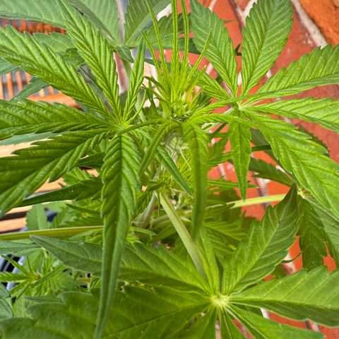 Royal Runtz Automatic growlog timeline photo