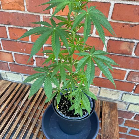 Royal Runtz Automatic growlog timeline photo