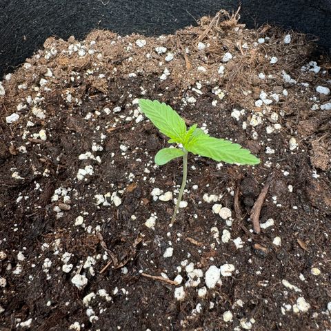 Mimosa Automatic growlog timeline photo