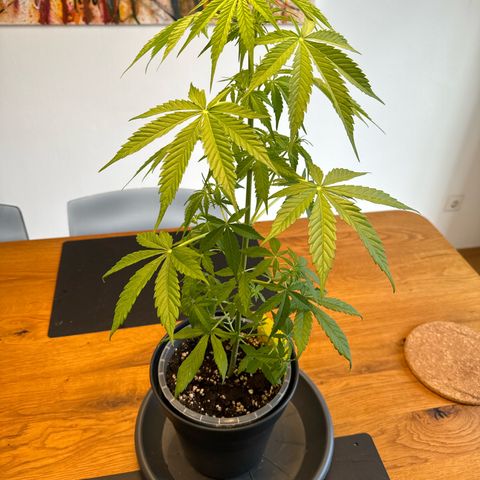 Royal Runtz Automatic growlog timeline photo
