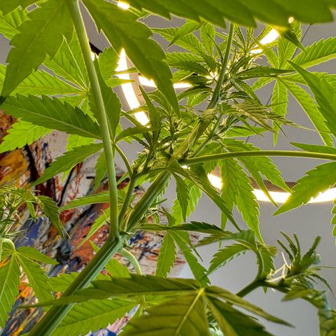 Royal Runtz Automatic growlog timeline photo