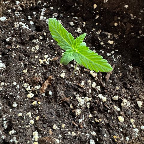 Mimosa Automatic growlog timeline photo