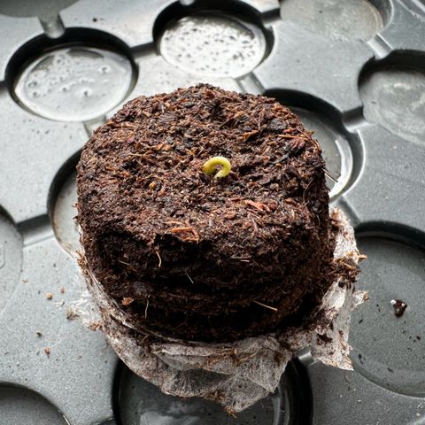 Hulkberry Automatic growlog timeline photo