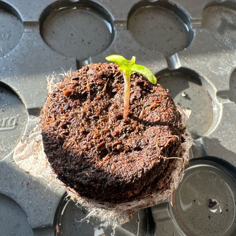 Hulkberry Automatic growlog timeline photo