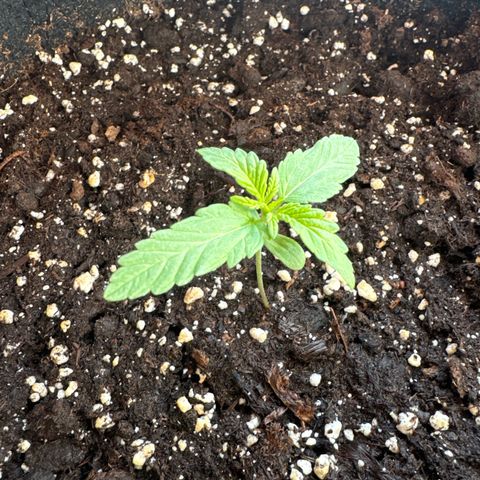 Mimosa Automatic growlog timeline photo