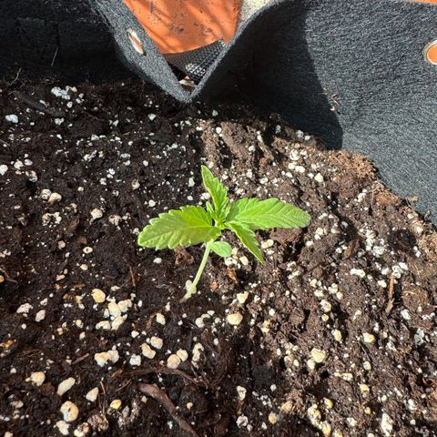 Mimosa Automatic growlog timeline photo