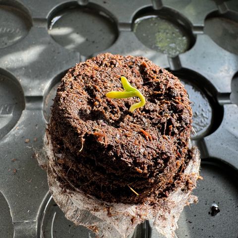 Hulkberry Automatic growlog timeline photo