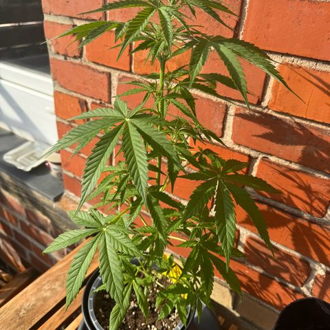 Royal Runtz Automatic growlog timeline photo