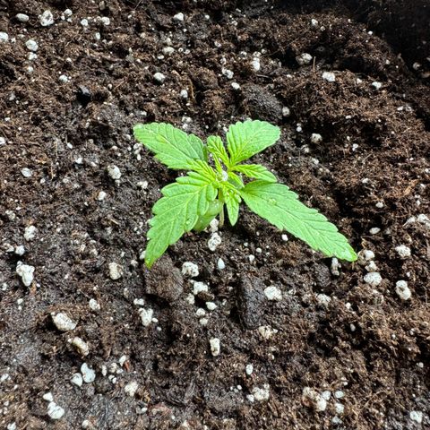 Mimosa Automatic growlog timeline photo