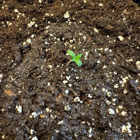 Hulkberry Automatic growlog timeline photo