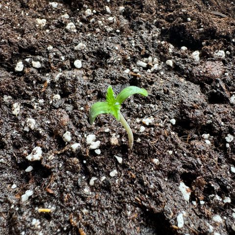 Hulkberry Automatic growlog timeline photo