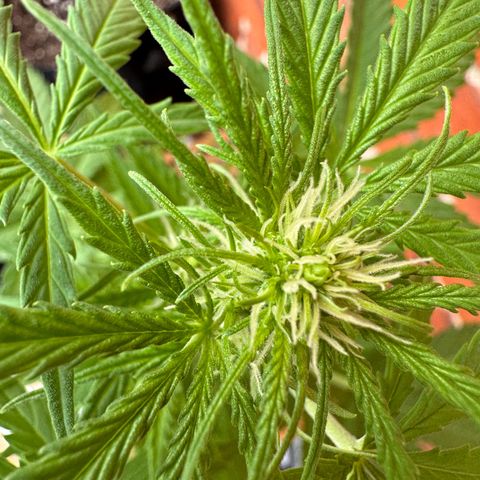 Royal Runtz Automatic growlog timeline photo