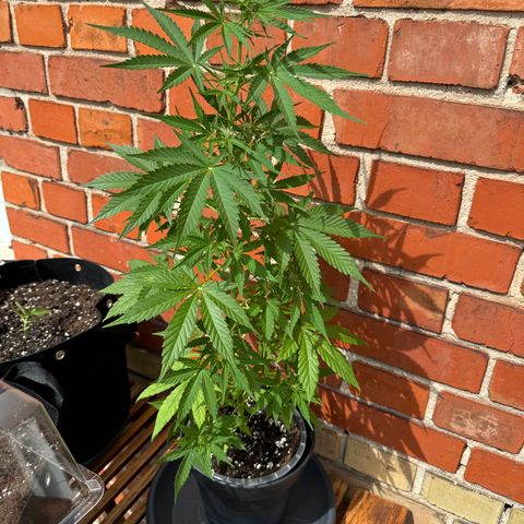 Royal Runtz Automatic growlog timeline photo