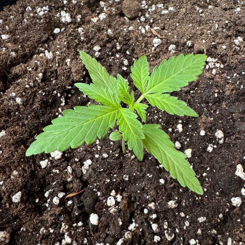 Mimosa Automatic growlog timeline photo