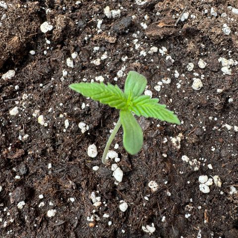 Hulkberry Automatic growlog timeline photo