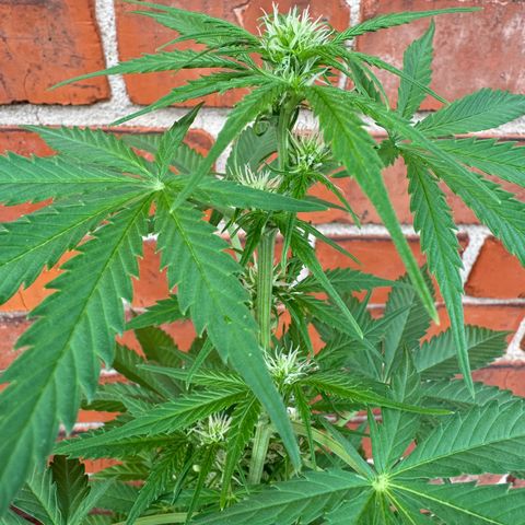 Royal Runtz Automatic growlog timeline photo