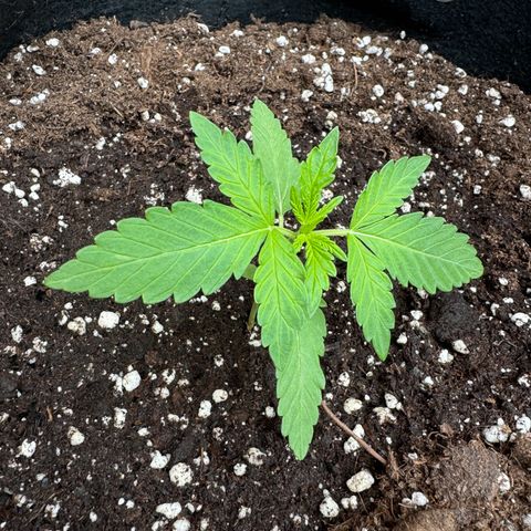 Mimosa Automatic growlog timeline photo