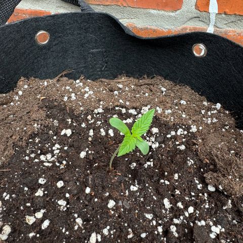 Hulkberry Automatic growlog timeline photo