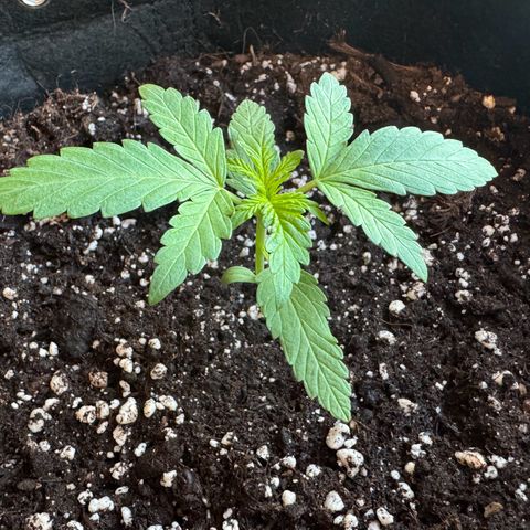 Mimosa Automatic growlog timeline photo