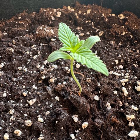 Hulkberry Automatic growlog timeline photo