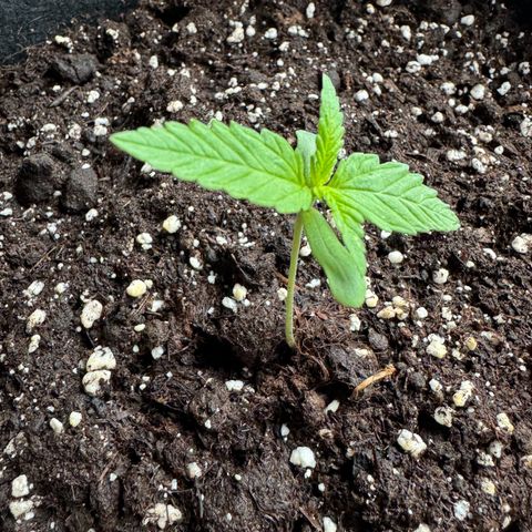 Hulkberry Automatic growlog timeline photo
