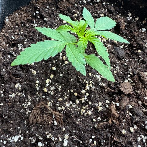 Mimosa Automatic growlog timeline photo