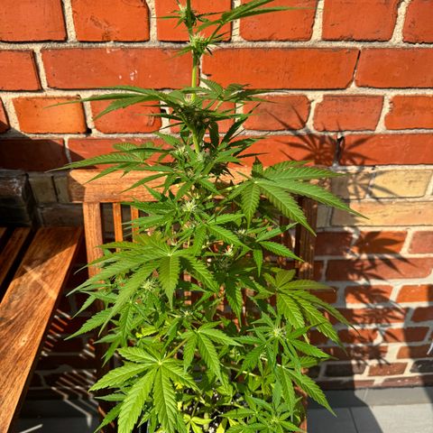 Royal Runtz Automatic growlog timeline photo