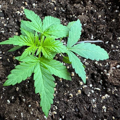 Mimosa Automatic growlog timeline photo