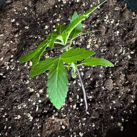 Mimosa Automatic growlog timeline photo