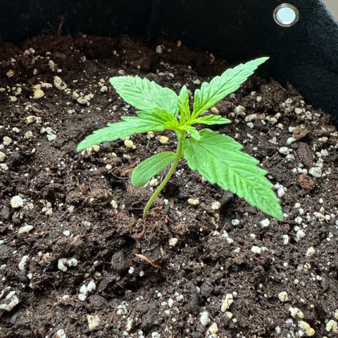 Hulkberry Automatic growlog timeline photo