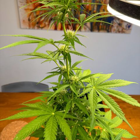 Royal Runtz Automatic growlog timeline photo