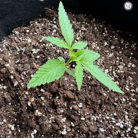 Hulkberry Automatic growlog timeline photo