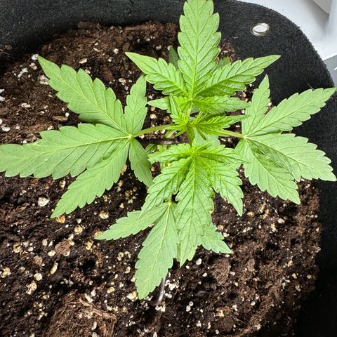 Mimosa Automatic growlog timeline photo