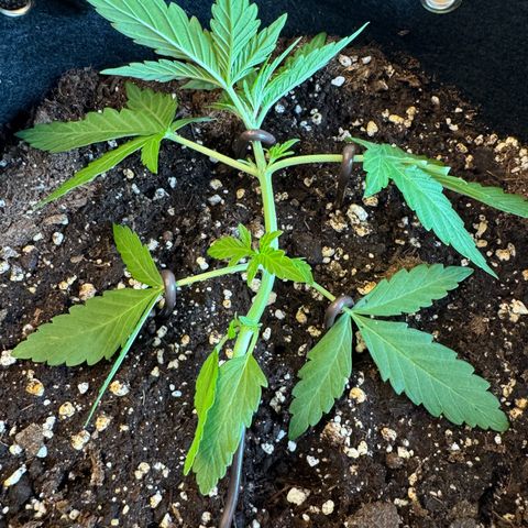 Mimosa Automatic growlog timeline photo