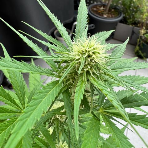 Royal Runtz Automatic growlog timeline photo