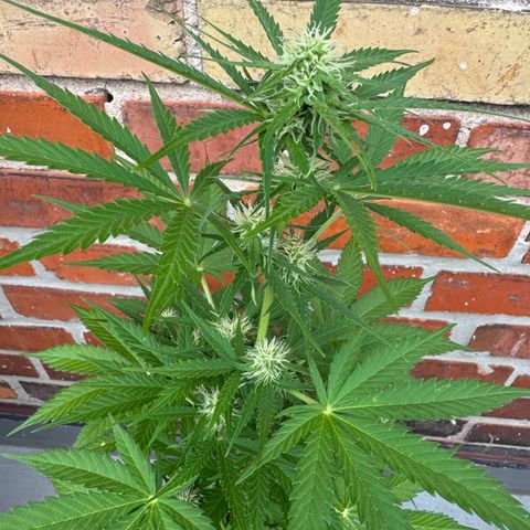 Royal Runtz Automatic growlog timeline photo