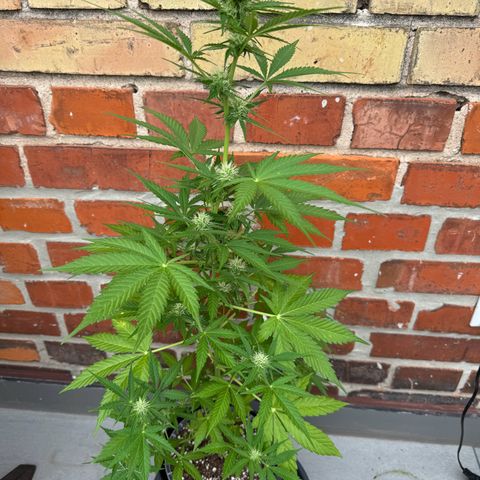 Royal Runtz Automatic growlog timeline photo