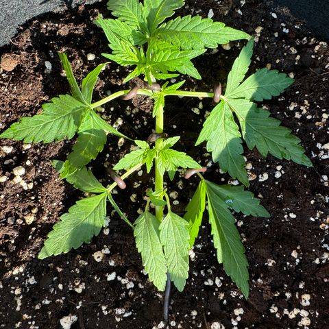 Mimosa Automatic growlog timeline photo