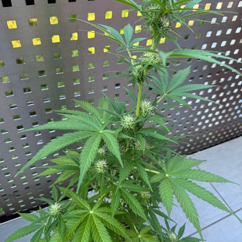 Royal Runtz Automatic growlog timeline photo