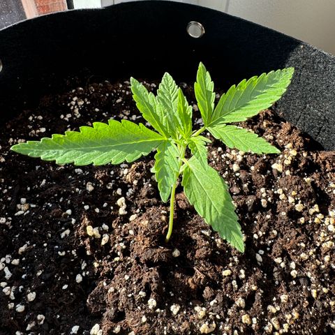 Hulkberry Automatic growlog timeline photo