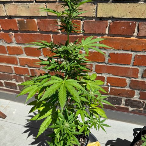 Royal Runtz Automatic growlog timeline photo