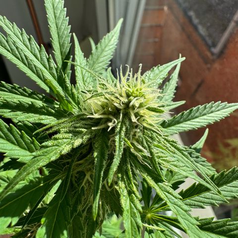 Royal Runtz Automatic growlog timeline photo
