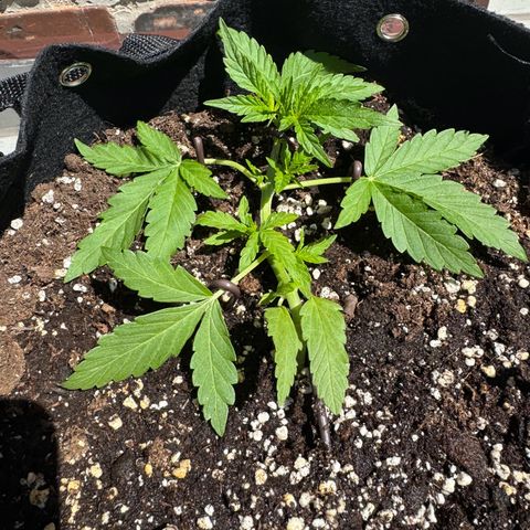 Mimosa Automatic growlog timeline photo