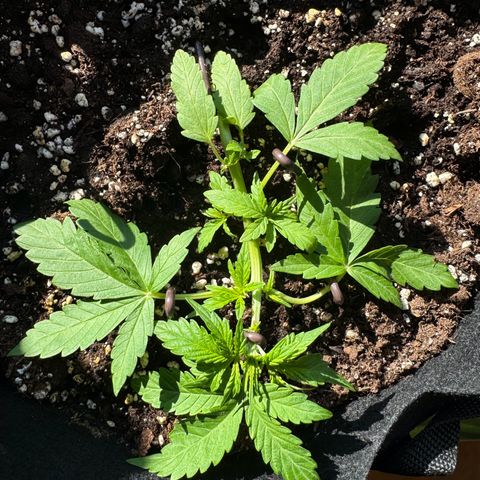 Mimosa Automatic growlog timeline photo